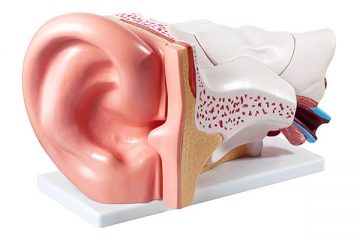 Ear Model Display