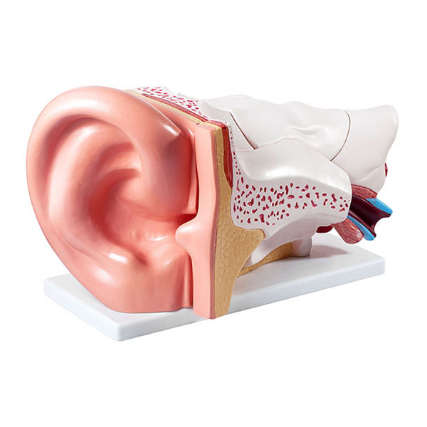 ear-anatomy-dispaly